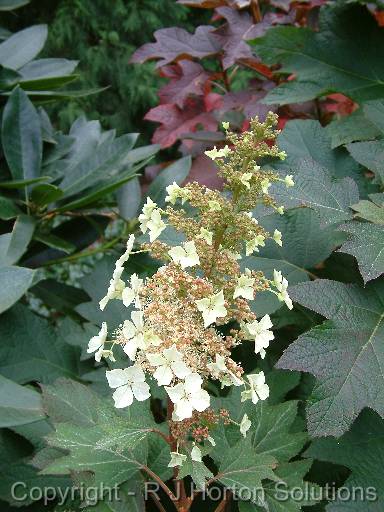 Hydrangea quercifolia 